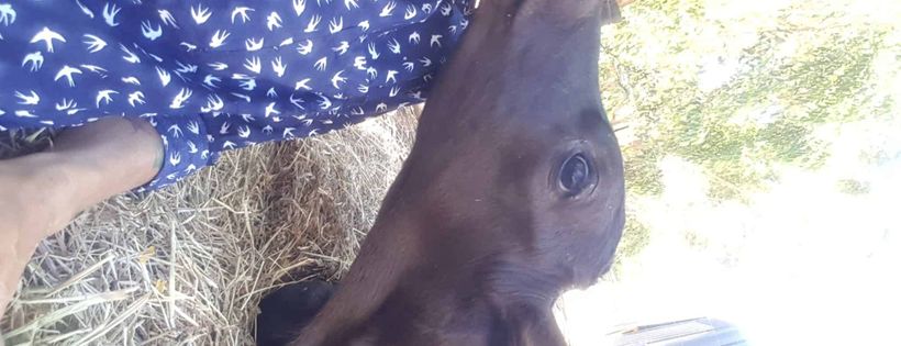 Greener Pastures Sanctuary
