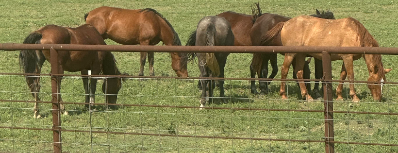 Salvation Wild Mustang Sanctuary Corp