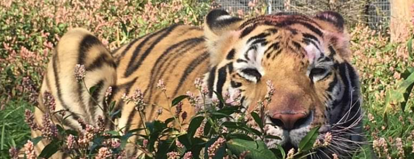 Wildcat Sanctuary