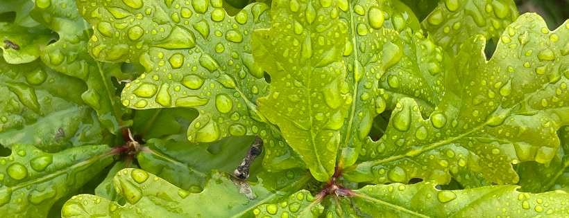 The Carbon Community
