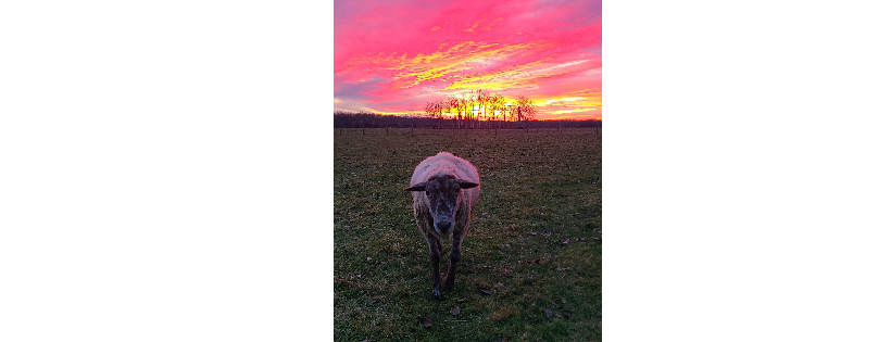Kismet Creek Farm