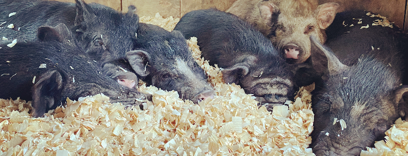 The Troll House Animal Sanctuary