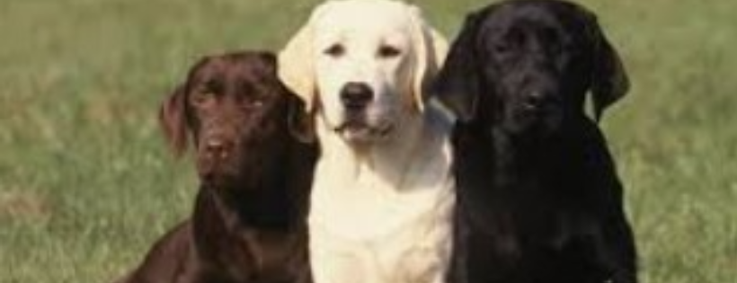 Retriever Rescue WA