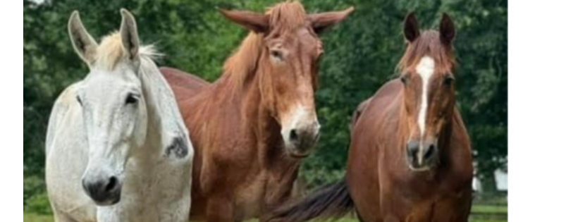 savethehorses.org
