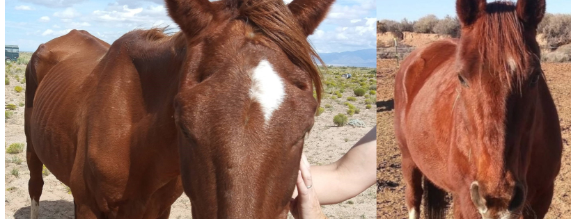 Ranger's Legacy Equine Rescue