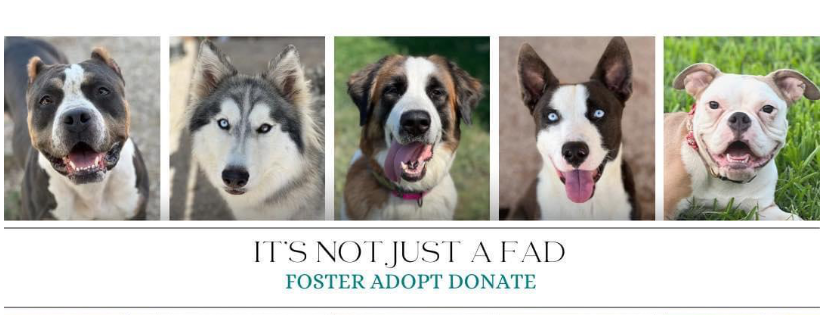 Raising The Bar Animal Rescue