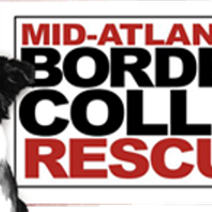 MidAtlantic Border Collie Rescue Logo