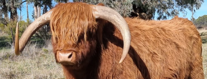 SMART Animal Sanctuary & Rehoming Centre