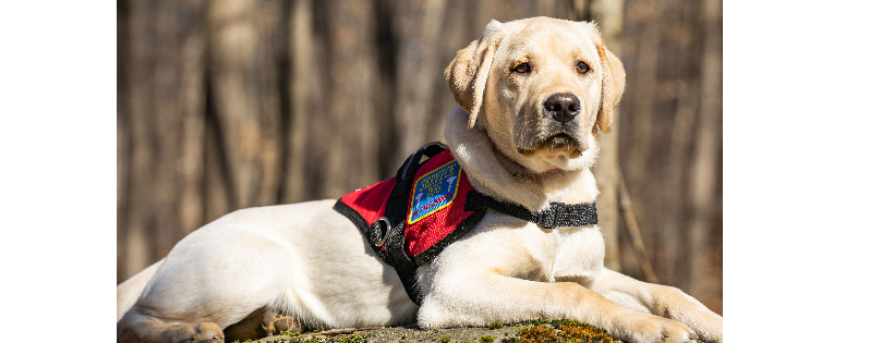 Tails of Valor Paws of Honor, Inc