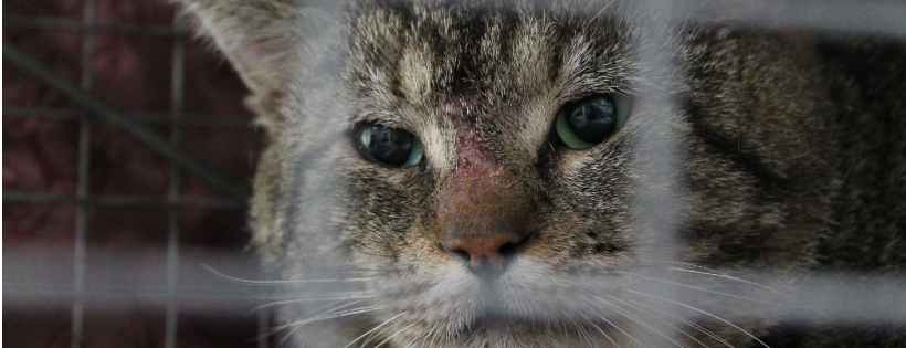 The Mad Catters Feline Rescue Inc.
