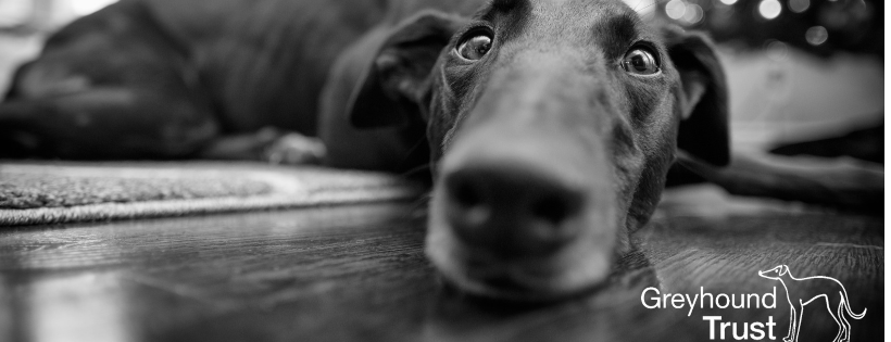 Greyhound Trust