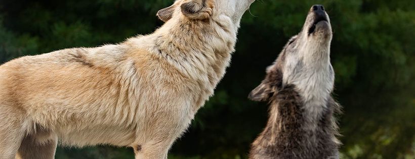 Wolf Park