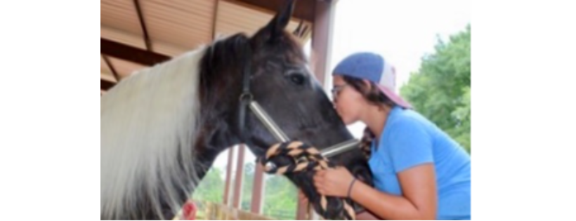 Equine Reflections, Inc.