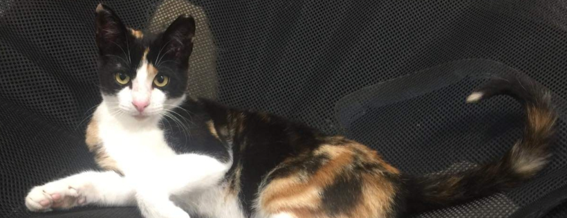 Catmint Cottage Sydney Rescue