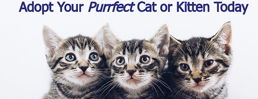 Candy's Cats, Inc.