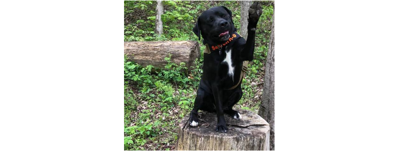 Southern Ohio Canine Search and Rescue Team