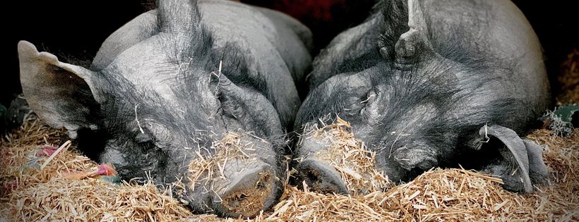 Cotton Branch Farm Sanctuary