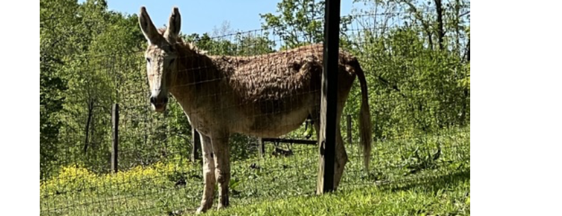 Outlaw Equine Rescue and Rehab