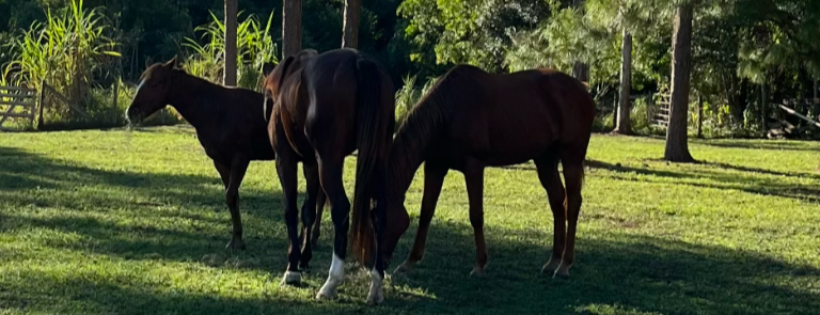 Apache Rose Horse Rescue