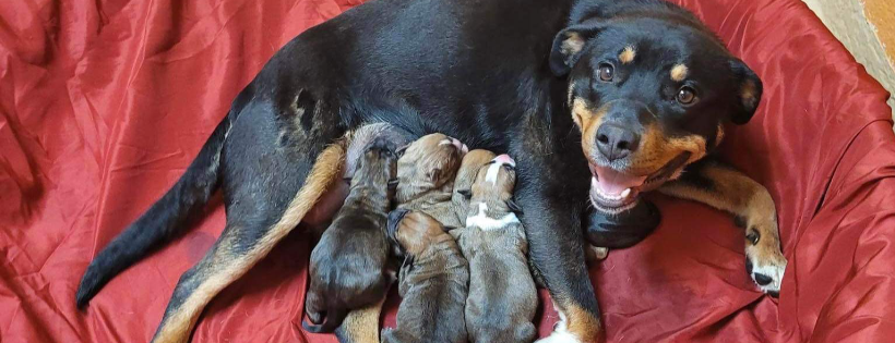 Sanilac County Humane Society