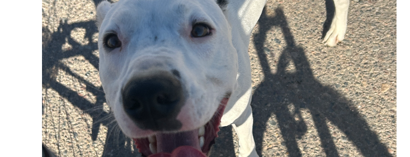 You Rescued Me Animal Sanctuary