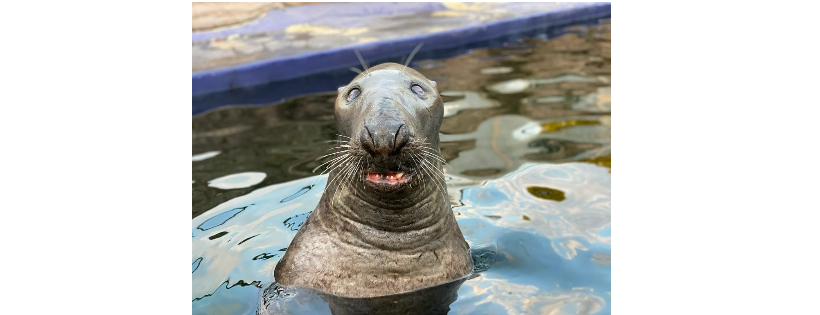 Cornish Seal Sanctuary