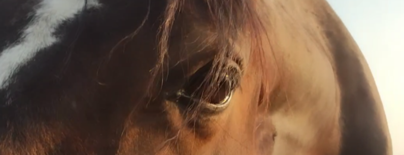 BlueFeather Horse Sanctuary and Misfit Mustangs