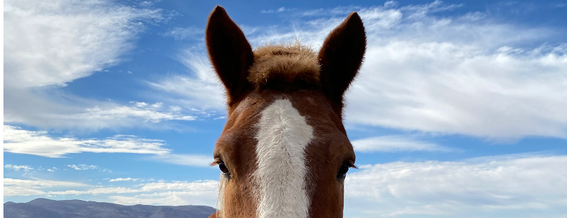 Equine Safe Haven