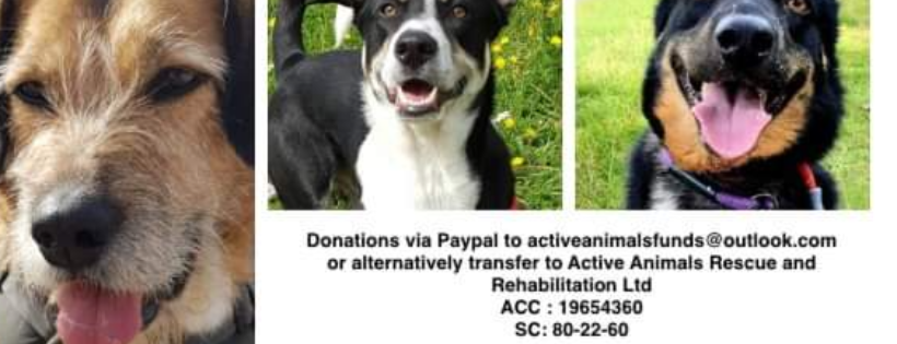 Active Animals Rescue and Rehabilitation