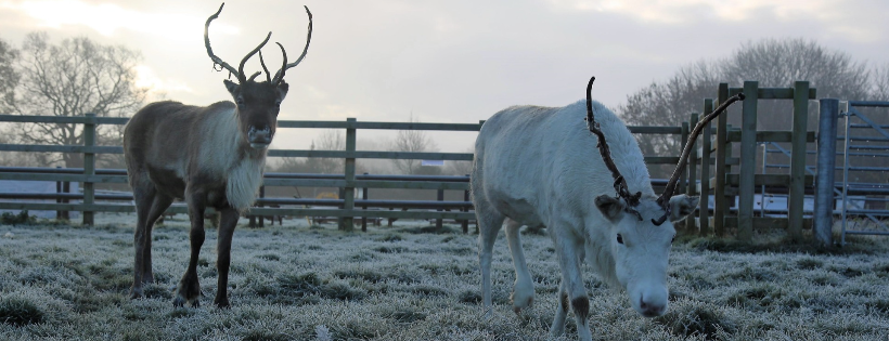 Hopefield Animal Sanctuary
