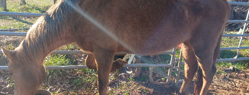Rocky Ridge Horse Rescue
