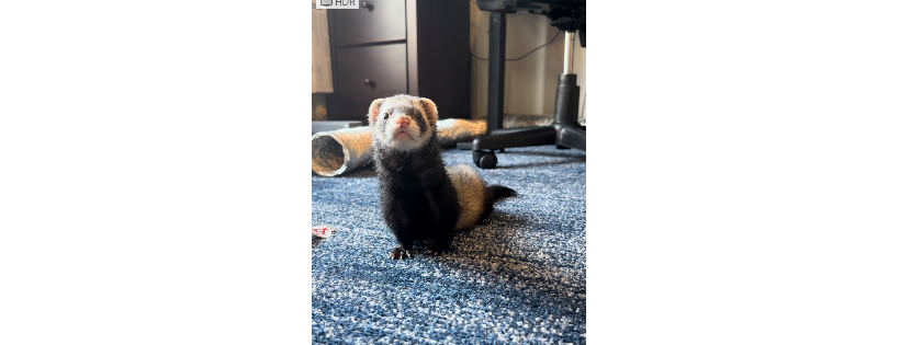 Frisco's Friends Ferret Rescue