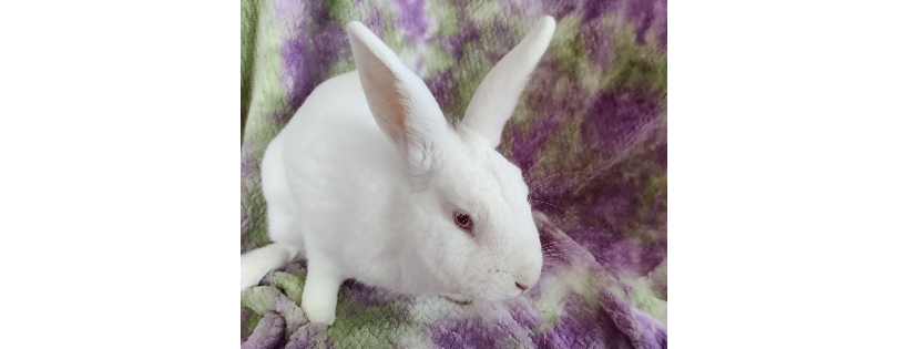 Tiny Paws Rabbit Rescue
