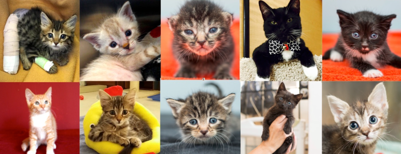 Kitten Rescue
