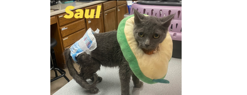 Kentucky pets Alive
