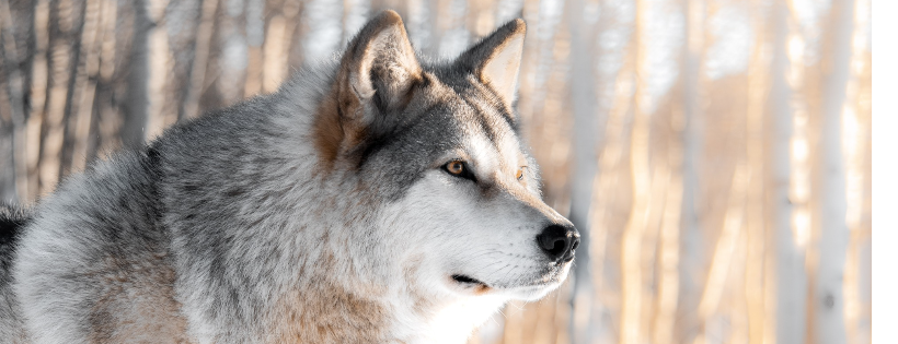 Yamnuska Wolfdog Sanctuary