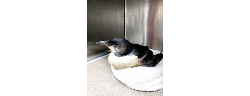 Outer banks Wildlife Shelter