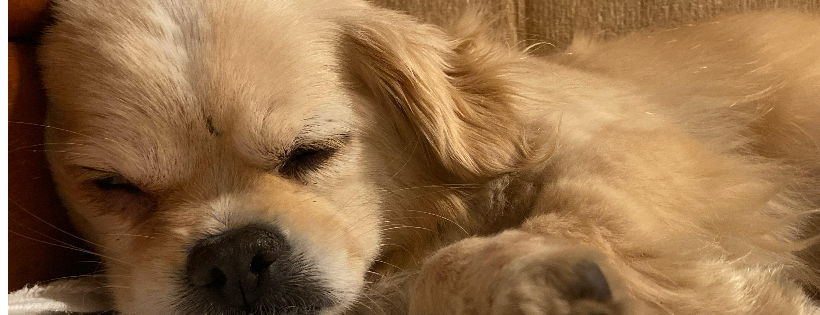 Little Paws Big Hearts Pekingese Rescue