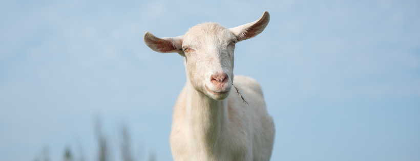 Black Goat Farm Sanctuary