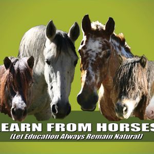 LEARN from Horses