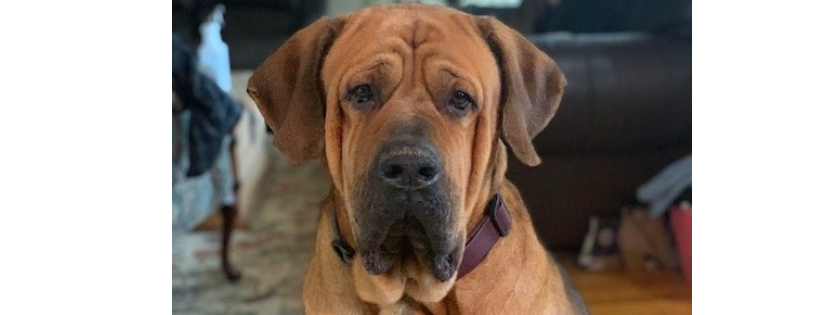 Mastiffs To Mutts Rescue
