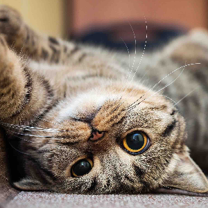 THE EMERGENCY CAT HOTEL