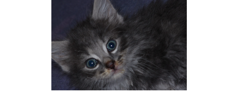 Adelaide Kitten Rescue Incorporated