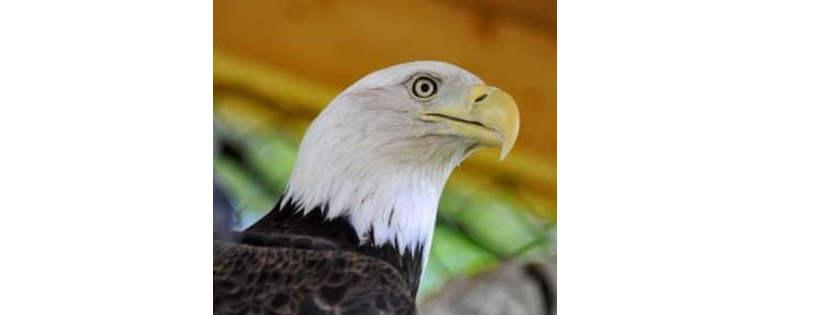 Berkshire Bird Paradise Inc.