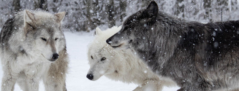 Yamnuska Wolfdog Sanctuary