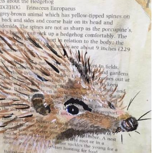 Hedgehog rescue Bristol and South Gloucestershire