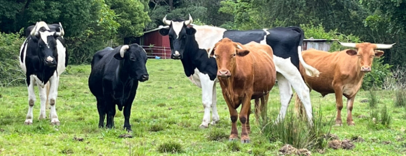 Farm Animal Rescue