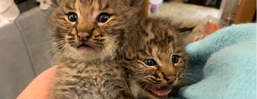 Acadia Wildlife Center