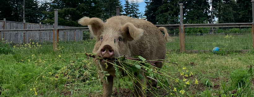 Blue Barn Farm & Sanctuary