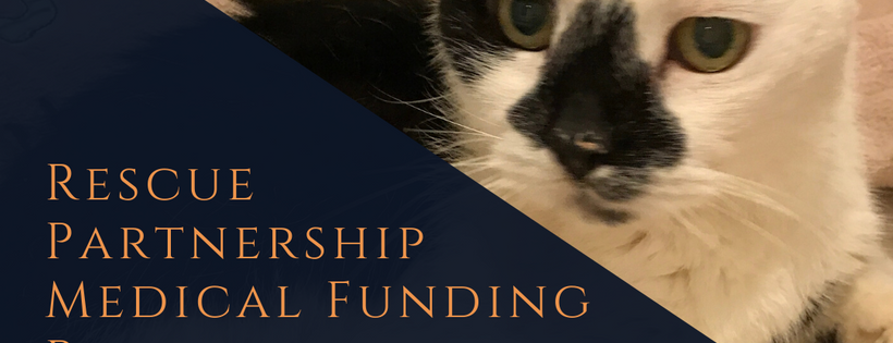 Senior Cat Action Network